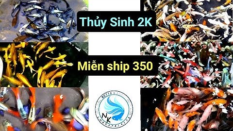 Các dòng cá 7 màu Guppy Molly Betta cá vàng đẹp giá rẻ dễ nuôi