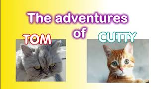 How Cutty & Tom With Bilal Goregen. Tom And Cutty Cat Vibing