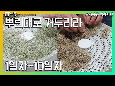 [새싹보리 3탄] 수확/건조/분쇄 새싹보리 분말만들기! 집에서도 흙없이 간편하게! 간단하게! 키우는 보리새싹