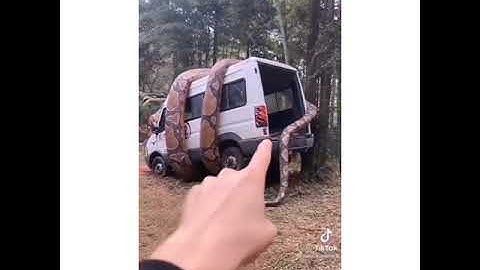 oh my God A very huge python #python