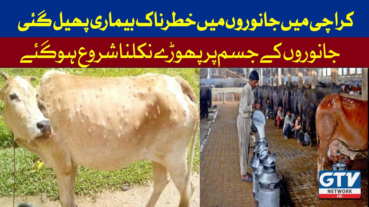 Dangerous Animal Disease has Spread in Karachi | Breaking News | GTV Network HD