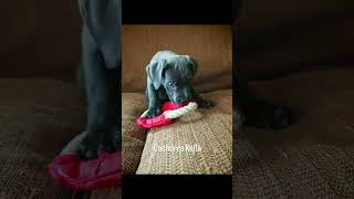 Cachorros Cane Corso Jalo Henki.#cachorroscanecorso #CaneCorso #fypage #família