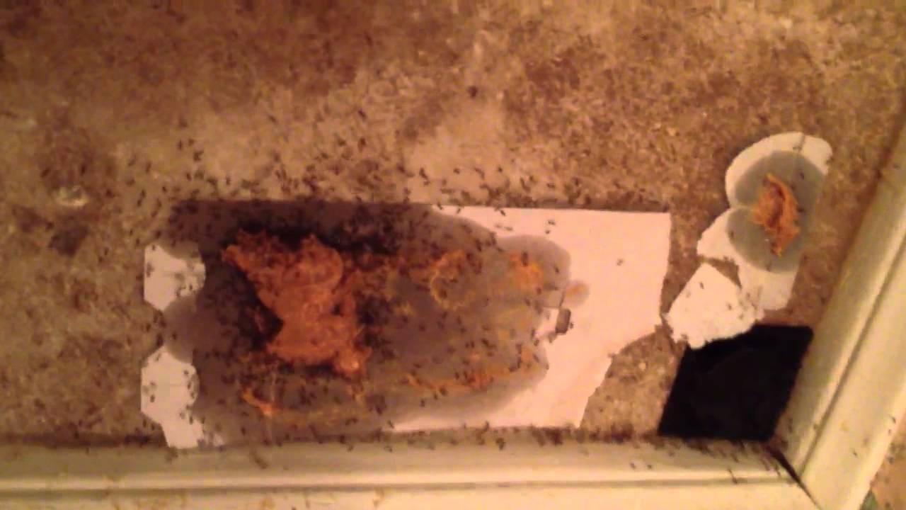 homemade ant colony killer