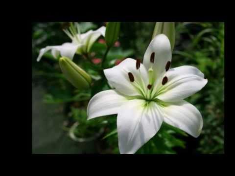 白い色は恋人の色【cover】