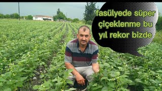 fasülyede çiçeklenme ve tonajlı ürün almak için %100 başarı sağlayan yetiştirme yöntemi sonuç ortada