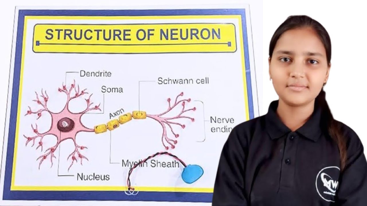 Neuron Ka Diagram | न्यूरॉन का चित्र | Mission World Health | Sikha Ma’am