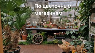 видео: 🍀По цветочным магазинам, обзор комнатных растений🍀 картинка: 🍀По цветочным магазинам, обзор комнатных растений🍀