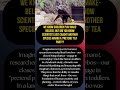 Bonobos Can Play Make-Believe! | Kognis