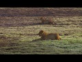 Gorongosa Lion Project Quiz