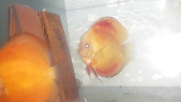 Cá dĩa đẻ, đâu phải có một cặp đẻ tốt là dễ. Là cả một vấn đề