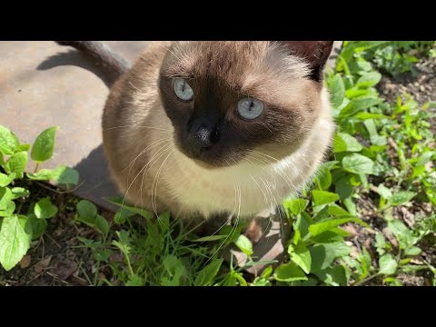 Видео: Наш Тайский кот гуляет и разговаривает.