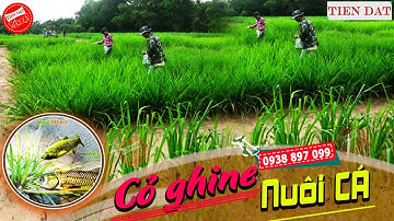 Cỏ nuôi cá - Loại cỏ ghine mombasa tốt nhất