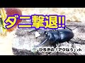 100均アイテムでダニの湧かないクワガタの飼育と管理!!飼育セット方法を教えます!!