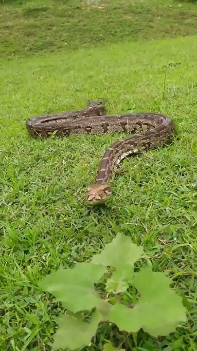 rock python snake - YouTube