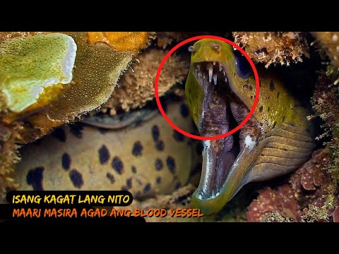 Video: Mapanganib Na Nagbubunga Ng Pabagu-bagong Leafworm