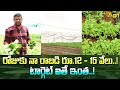 Leafy vegetables farming in polyhouse     12  15    tone agri