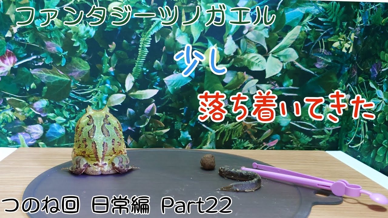 ファンタジーツノガエルのつのね　食欲も落ち着いてきた　Part22
