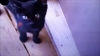 My Shadow | Tiny Kitten Loves The Outdoors &amp; Chases Laser Lite