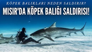 Köpekbalıkları Saldırınca Ne Yapmalıyız?