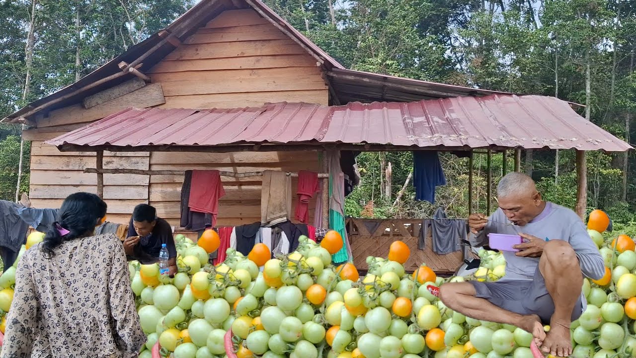 Tinggal di pondok hutan panen sayur dengan ibu