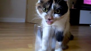 Смешные кошки - Мими и згушёнка - смешное видео с кошками 2013 Смешные кошки - Мими и згушёнка - смешное видео с кошками 2013