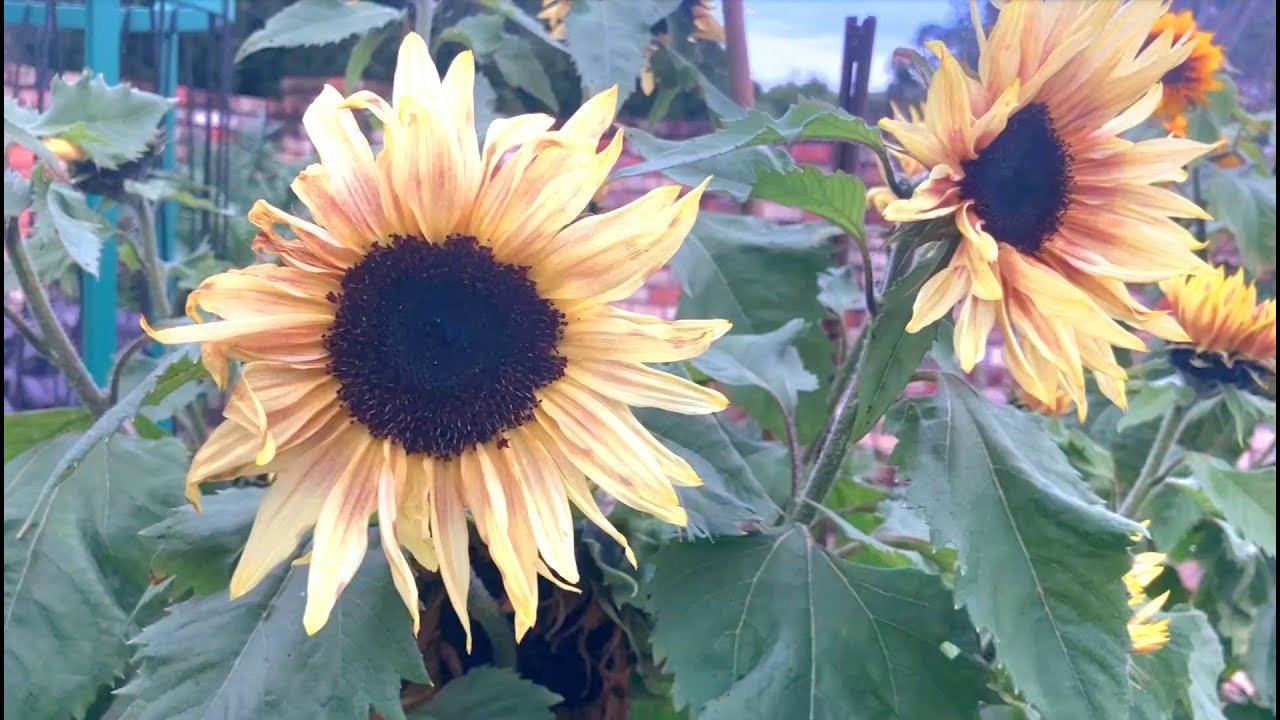 Infinite Sounds with Sue Lynn Leong (Chapter 7) I THE MUSIK LINK