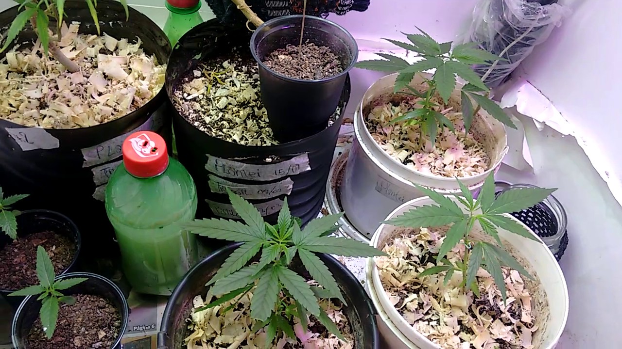 cultivo-de-cannabis-indoor-iniciando-a-10-semana-de-flora-o-e-o