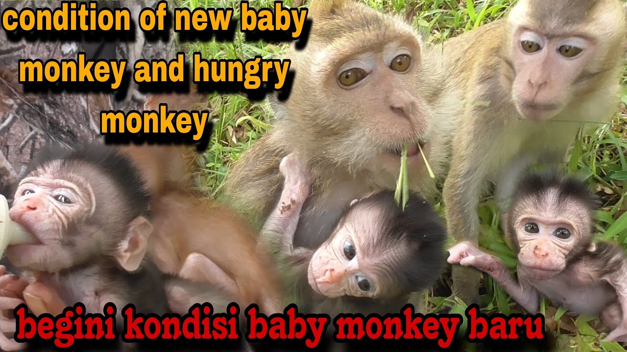 BEGINI KONSISI BABY MONKEY BARU PENUH LUKA YANG DI TINGGALKAN INDUKNYA