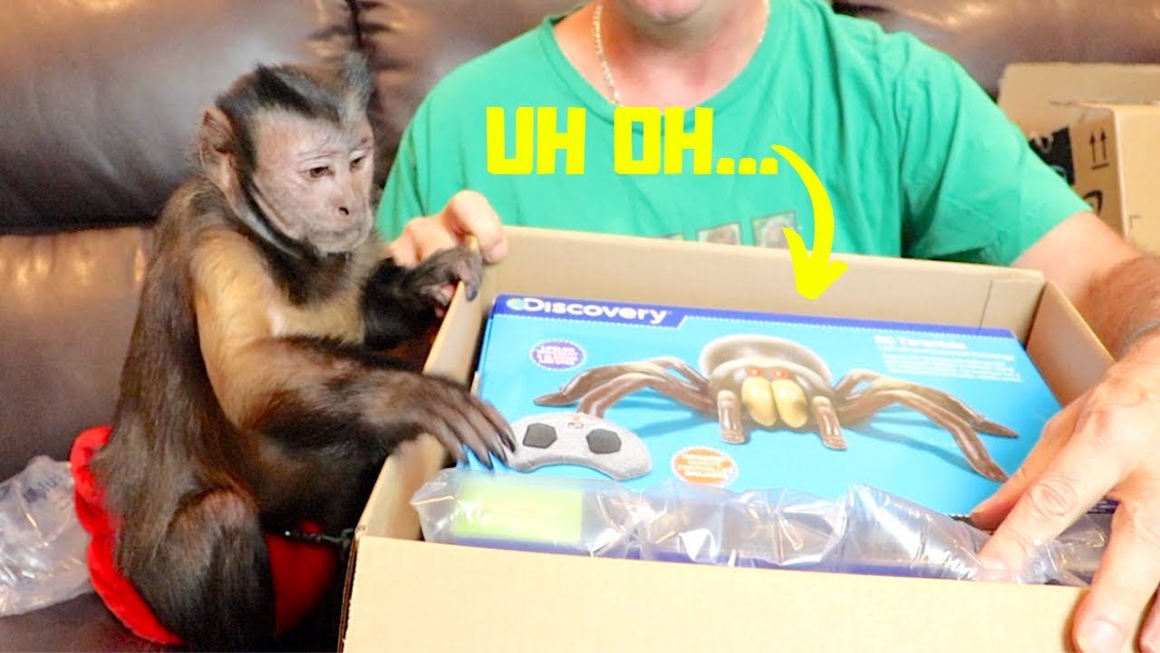Capuchin Monkey Mail Time! GIANT Tarantula & International Mail!