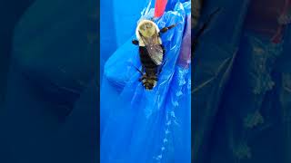 Getting it on..Bumblebees mate! wow!
