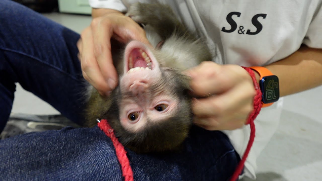 If you want to feel relaxed, keep a monkey - YouTube