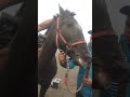 Como poner un arcial  aun caballo agresibo