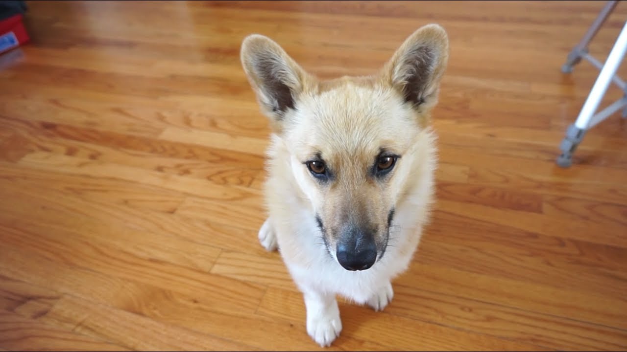 elitefield soft dog crate