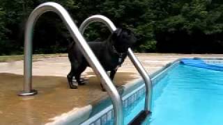 Pug Olympic swim training