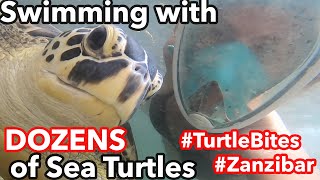 Family Turtle Swim with Green Sea Turtles in Zanzibar. [Dozens of them] Turtles *do* bite.