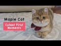 Cutest first moments with Maple Cat