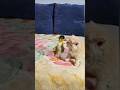 Unlikely Friendship Cute Kitten and Ducklings