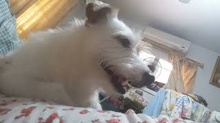 Jrt Toto ep. 001