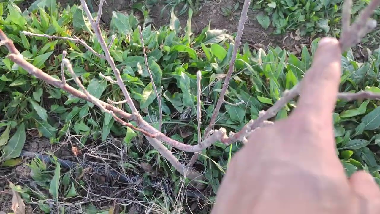 #توقف_اشجار_التفاح_عن_النمو_بلوكاج 🍏🌳🌿