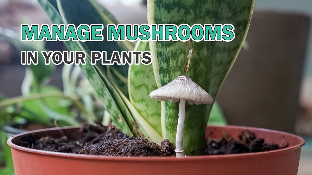 Tips to Manage Mushrooms in Your Plants