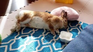 シンプルに最強のモコモコ癒し動画　#955
