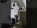 fluffy gal #kitty #cat #meow #playtime #fluffball