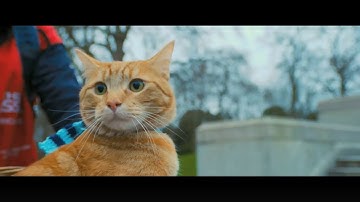 『ボブという名の猫　幸せのハイタッチ』予告編