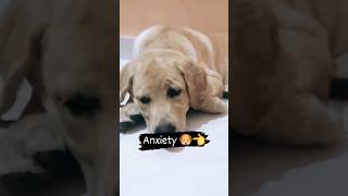 dog anxiety #doganxiety #doghealth #dog #shorts #dogshorts #trending