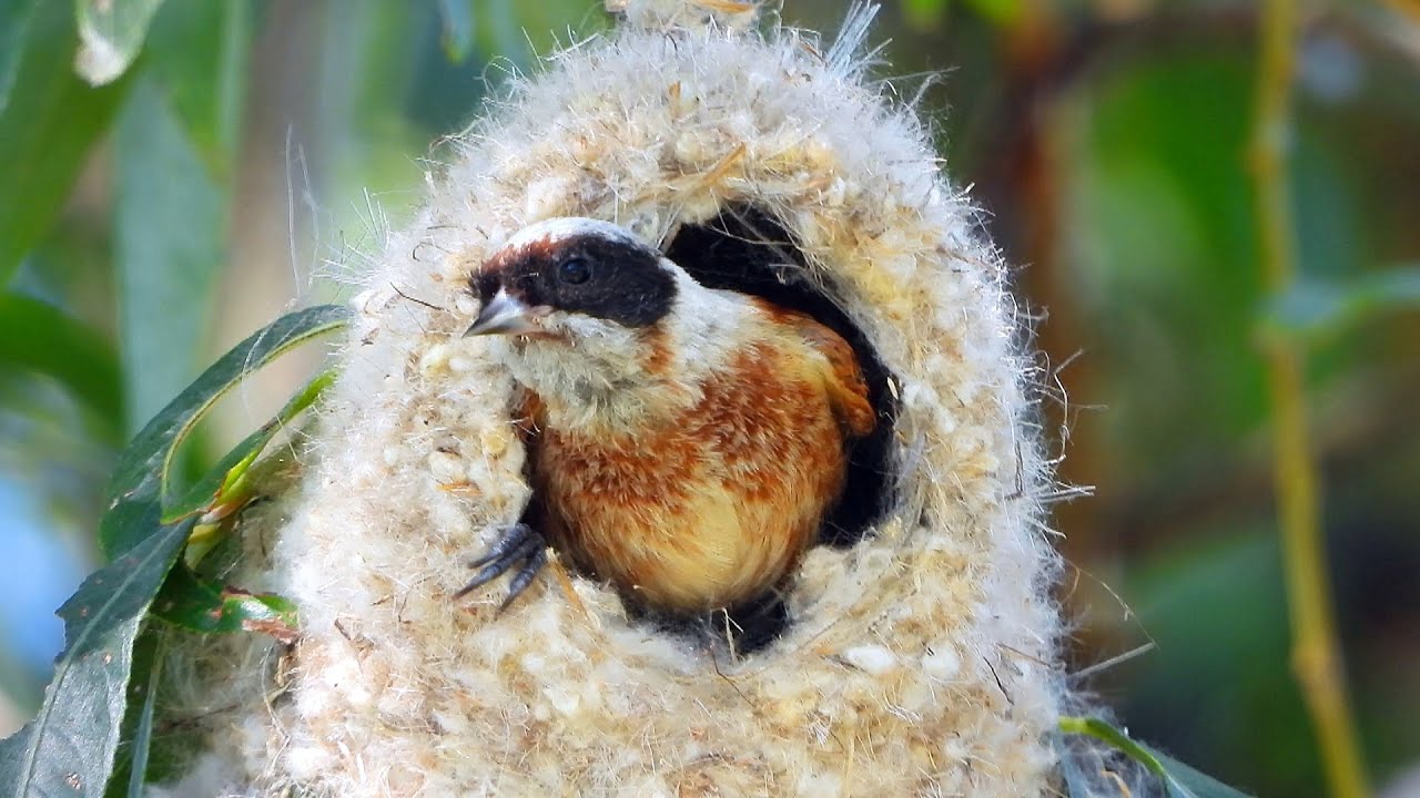 Moudivláček lužní (Remiz pendulinus), Beutelmeise, Eurasian penduline tit