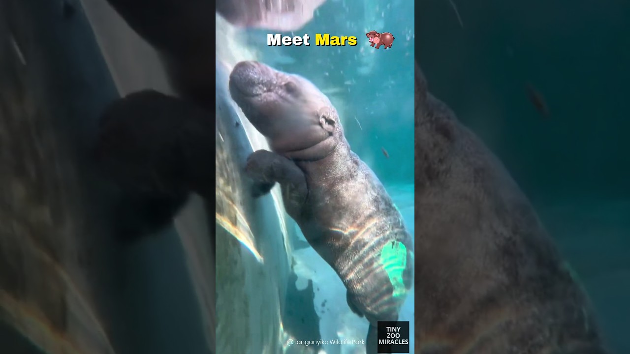Mars LOVES the Water! 🦛💦