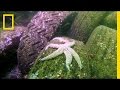 Why Are So Many Starfish Dying? | National Geographic