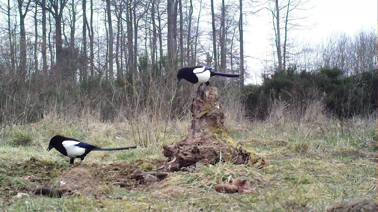 Elstern am Aas. Eifel bei Dohr  13.3.2016