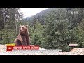 На Прикарпатті величезний бурий ведмідь тероризує горян
