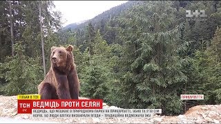 На Прикарпатті величезний бурий ведмідь тероризує горян